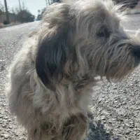 سگ پاکوتاه تریل|سگ|تهران, شادآباد|دیوار