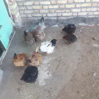 مرغ خروس|حیوانات مزرعه|بزینه رود, |دیوار