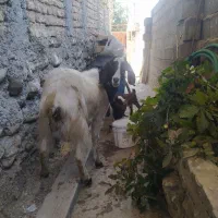 بز بزغاله دار دوقلو جوان شیردار|حیوانات مزرعه|ساری, |دیوار