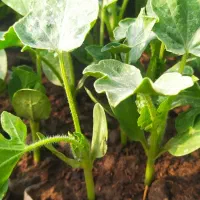 نهال هندوانه توکیتا