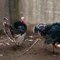 بوقلمون برنز نر ۲ عدد