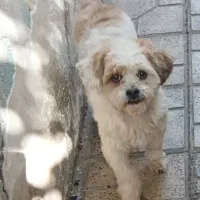 سگ شیتزو تریر