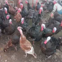 بقلمون برنز