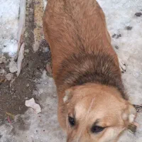 سگ پاکوتاه|سگ|بهار, |دیوار