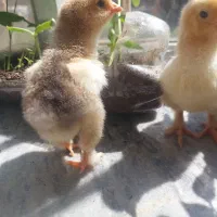 جوجه برهما ۳ روزه