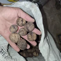 گردو  قوچان