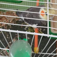 عروس هلندی سخنگو