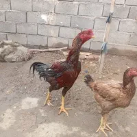 خروس|حیوانات مزرعه|خوی, |دیوار