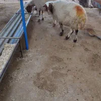 گوسفند میش بره|حیوانات مزرعه|دره شهر, |دیوار