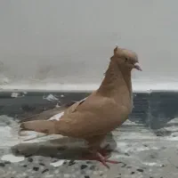 کبوتر ماده|پرنده|شوش, |دیوار