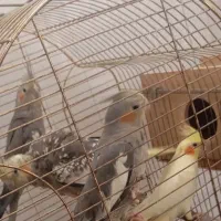 4تاعروس هلندی|پرنده|باسمنج, |دیوار