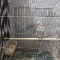 عروس هلندی نر