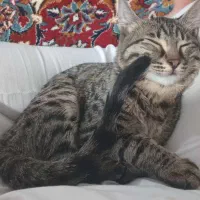 گربه ۸ماهه ماده|گربه|الیگودرز, |دیوار