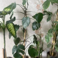 گل آپارتمانی گلدونی|گل و گیاه طبیعی|کرج, کمالشهر|دیوار