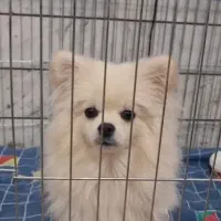 واگذاری سگ پامر|سگ|قائن, |دیوار