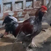خروس