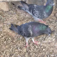 کبوتر دمگیر