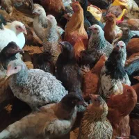 جوجه مرغ و خروس محلی اصل|حیوانات مزرعه|ارژن, |دیوار