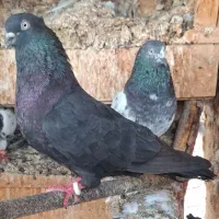 اشعل کوهی .سیاه بوشهری
