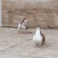 کبوتر شهری|پرنده|کوار, |دیوار