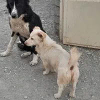 واگذاری سگ قبول میکنم|سگ|شهرضا, |دیوار