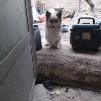 یه عدد سگ نر شیتزو