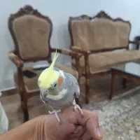 پرنده عروس هلندی فروشی|پرنده|تهران, اوقاف|دیوار