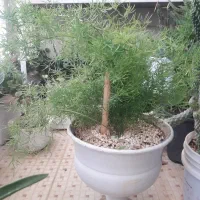 گل شویدی بزرگ