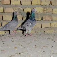 طوقی رنگی، سرور، ریش|پرنده|یزد, |دیوار