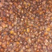 خرما خاصویی درجه ۱