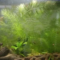 انواع گیاه اکواریوم و حلزون بلدر|ماهی|رشت, منظریه|دیوار