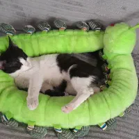 واگزاری|گربه|ارومیه, |دیوار