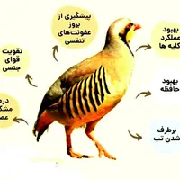 گوشت بلدرچین ،کفتر و...|خوردنی و آشامیدنی|اصفهان, مصلی|دیوار