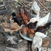 فروش جوجه محلی