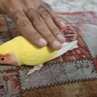 کوتوله برزیلی ماده