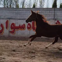 کره نریان عرب مصری ۲سر|اسب و تجهیزات اسب‌سواری|کرج, شهرک جهان آرا|دیوار