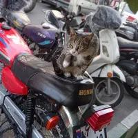 هوندا 125 تک تاز