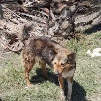 فروش سگ نگهبان