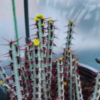 کاکتوس افوربیا سرعوس