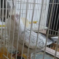 عروس هلندی و مینا در فریمان