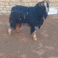 بزغاله دوبری|حیوانات مزرعه|کمیجان, |دیوار