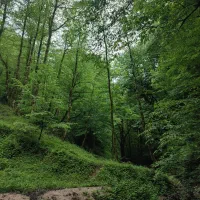 تورلحظه اخری شمال ازرشت تاحیران بهترین آب وهوا|تور و چارتر|شیراز, قدوسی غربی|دیوار