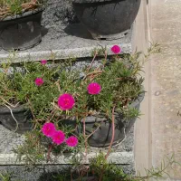 گل وگیاه ارزان قیمت