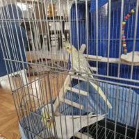 عروس هلندی نر وماده