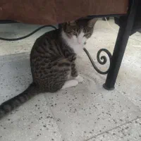 واگزاری گربه رایگان|گربه|مرودشت, فاز دوم شهرک فرهنگیان|دیوار