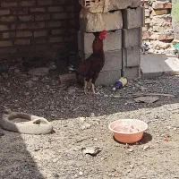 خروس