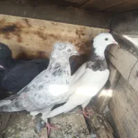 تعدادی کفتر