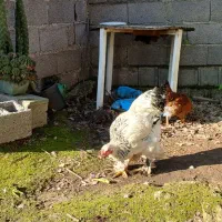 خروس پاپر نژاد برهما