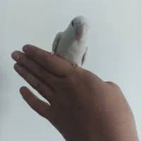 طوطی|پرنده|شیراز, تاچارا|دیوار