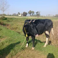 گاو ماده ۴ ماه بار دار به فروش میرسد|حیوانات مزرعه|سنگر, |دیوار